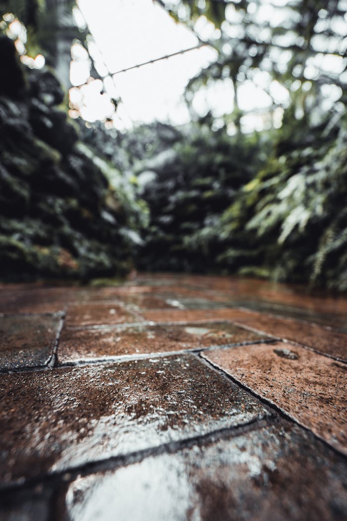 Close-up of a wet tiled floor in a lush greenhouse, conveying serenity and natural beauty.